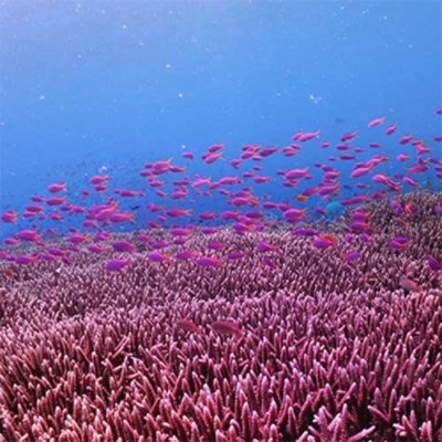 Corals under the sea