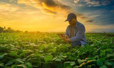 Farmer using smartphone in mung bean garden with light shines sunset, modern technology application in agricultural growing activity concept