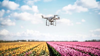 Flying drone camera on flower fields