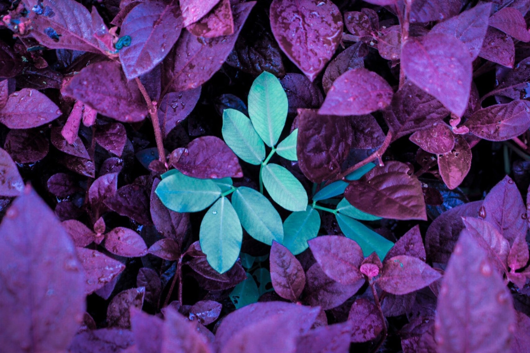 Focused green leaves and other leaves are violet.