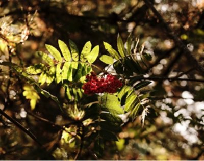 Berries