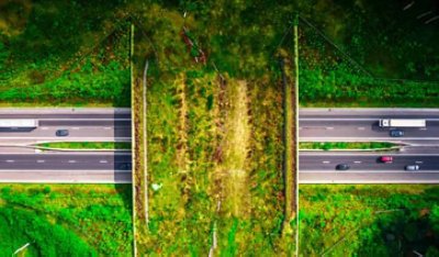 Image of a forest across two roads