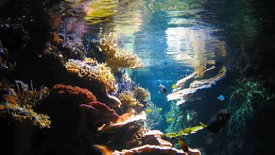 Under water image of corals and fishes