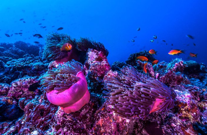 Underwater coral reef with school of fish swimming