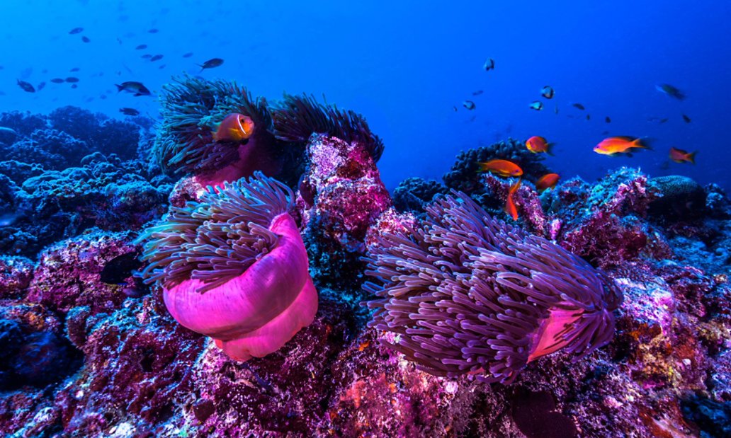 Underwater coral reef with school of fish swimming