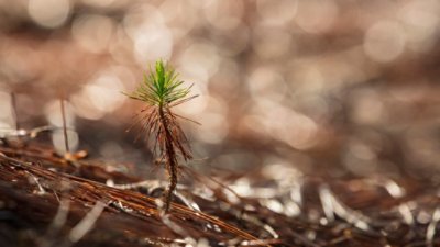 Embracing the circular economy in forest products