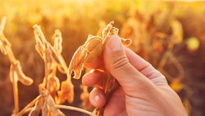 Desarrollar el negocio, grano a grano